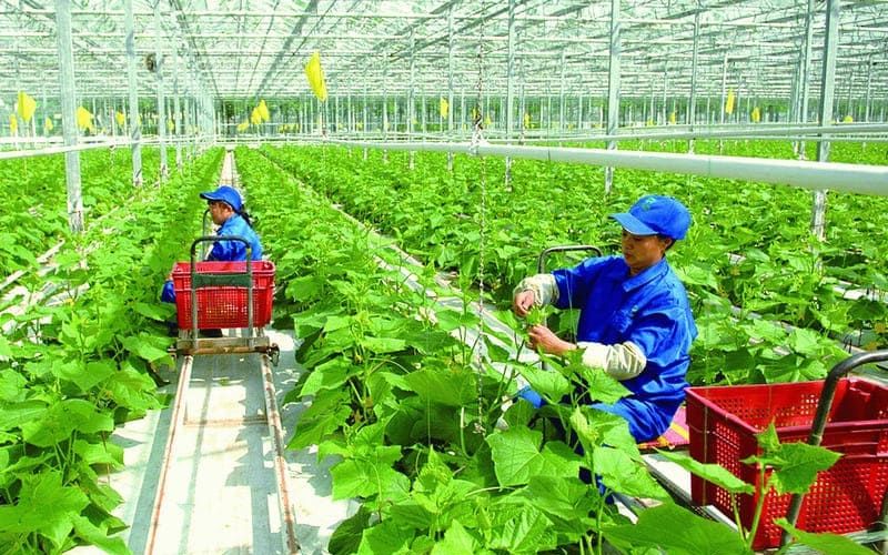 Học trung cấp nông nghiệp